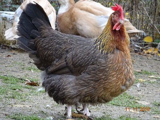 Dorking Henne goldhalsig, 11.11.2018