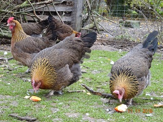 Dorking goldhalsig mit Einfachkamm. Bild 11.11.2018