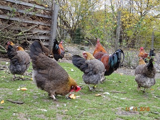 Dorking goldhalsig, 11.11.2018