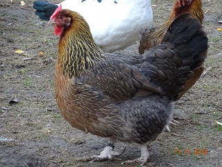 Dorking Henne goldhalsig mit Rosenkamm, 22.11.2018