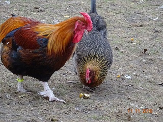 Dorking goldhalsig mit Rosenkamm. Bild vom 11.11.2018