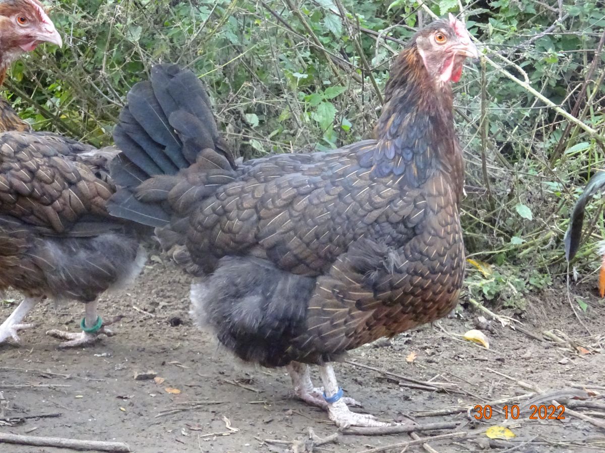 Dorking Henne mit Rosenkamm, top K&ouml;rperbau. 30.10.2022