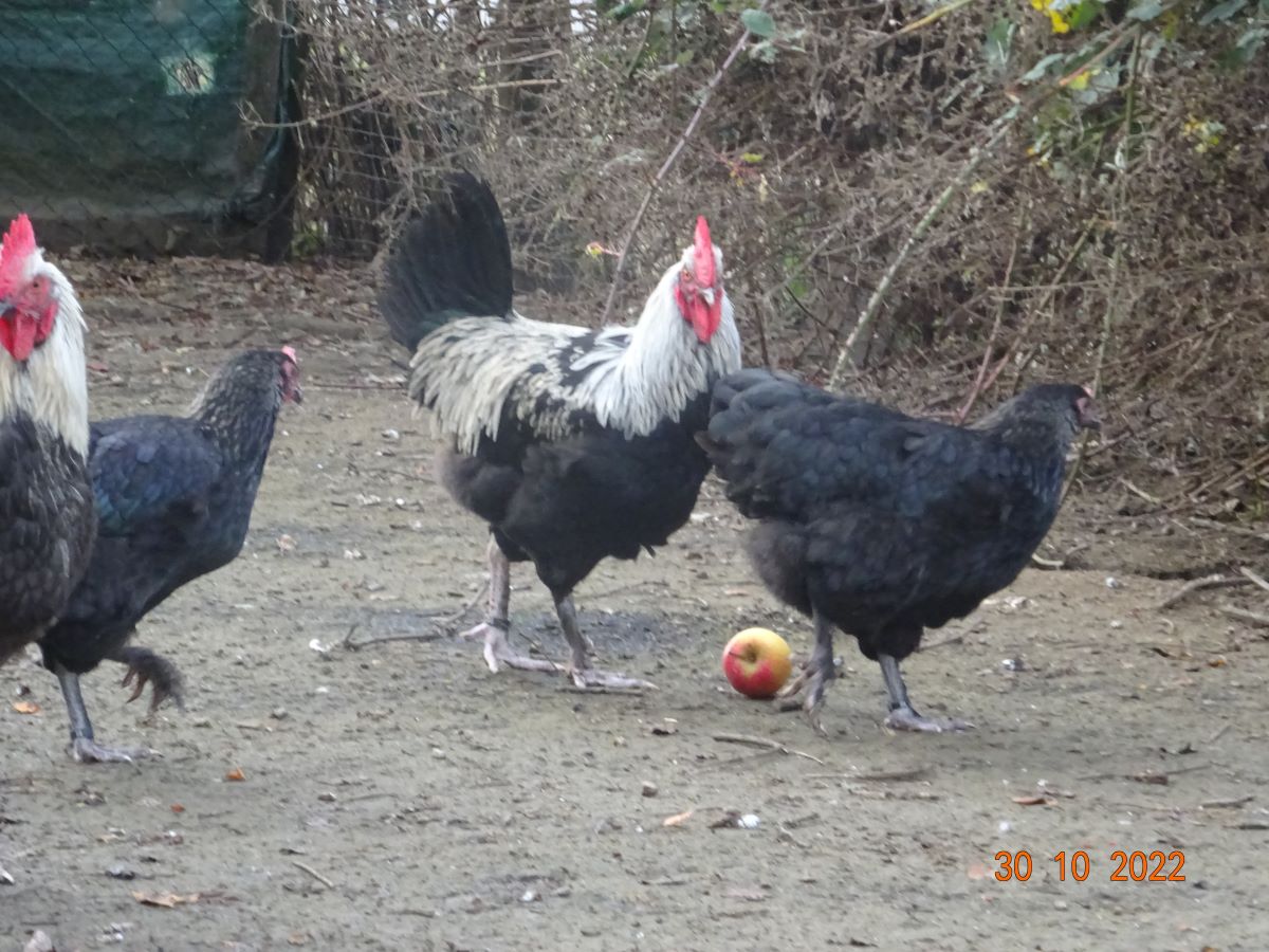 Maran schwarz silber Jungh&auml;hne & Hennen, 30.10.2022