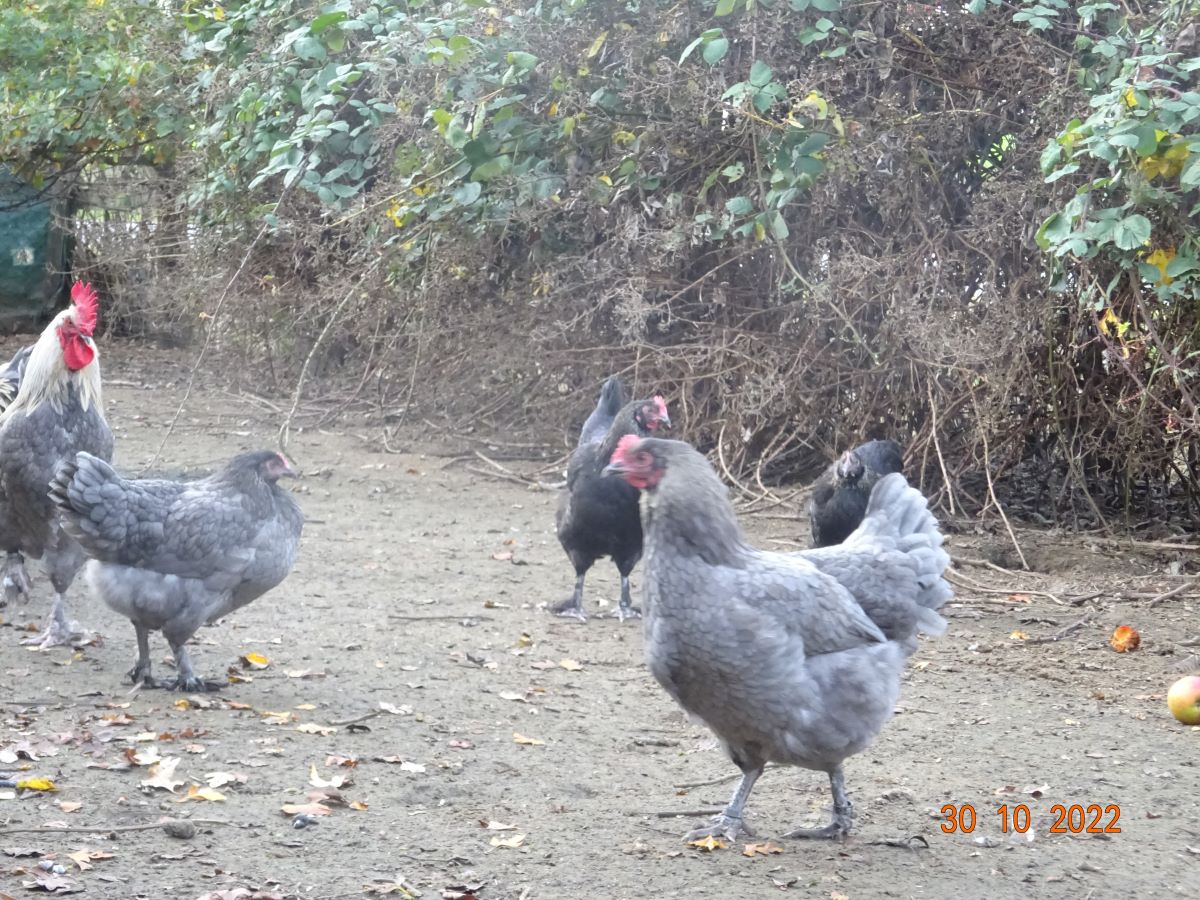 Maran blau silber Jungh&auml;hne & Hennen, 30.10.2022
