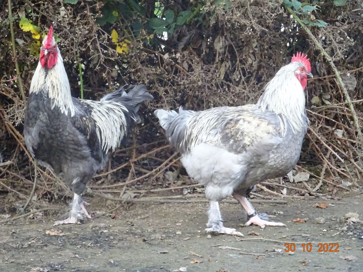 Maran blau silber Jungh&auml;hne, 30.10.2022