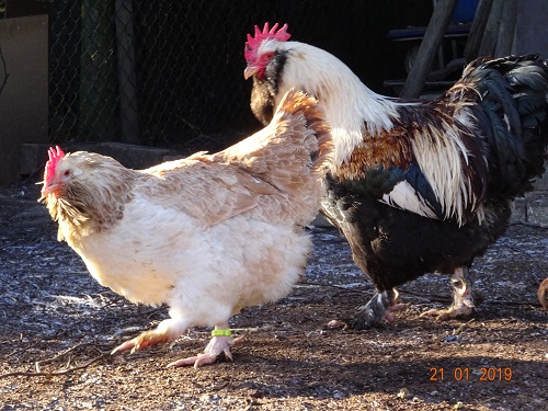 Deutsche Lachsh&uuml;hner, 21.01.2019