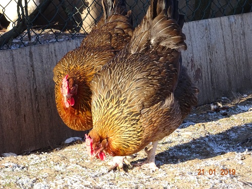 Dorking goldhalsig mit Rosenkamm, 21.01.2019