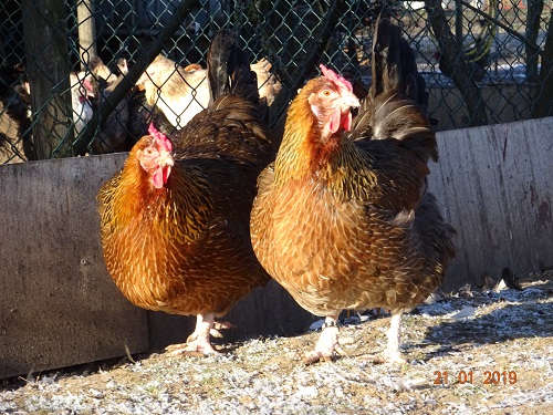 Dorking goldhalsig mit Rosenkamm, 21.01.2019