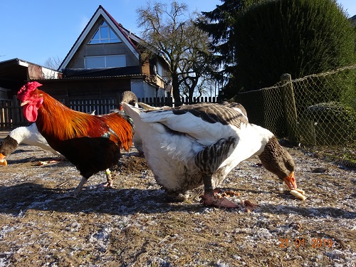 Dorking goldhalsig mit Rosenkamm & Pommerngans, 21.01.2019