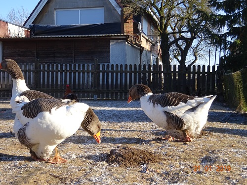 Pommerng&auml;nse, 21.01.2019