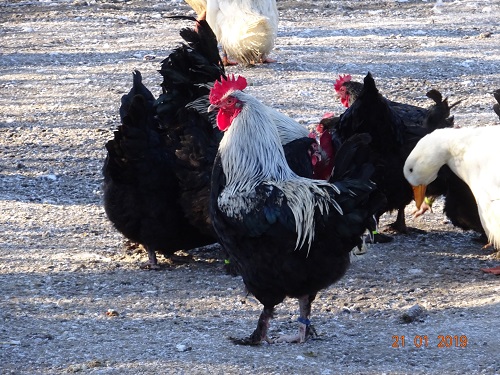 Maran schwarz silber, 21.01.2019