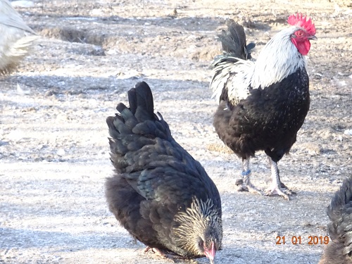 Maran schwarz silber, 21.01.2019