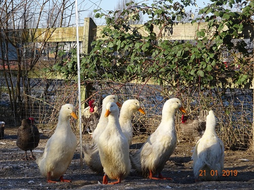 Deutsche Pekingenten, Schlupf Juli 2018, 21.01.2019