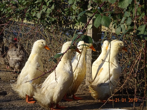 Deutsche Pekingenten, Schlupf Juli 2018, 21.01.2019