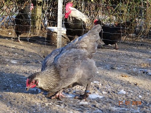 Maran blau silber Junghenne, 21.01.2019