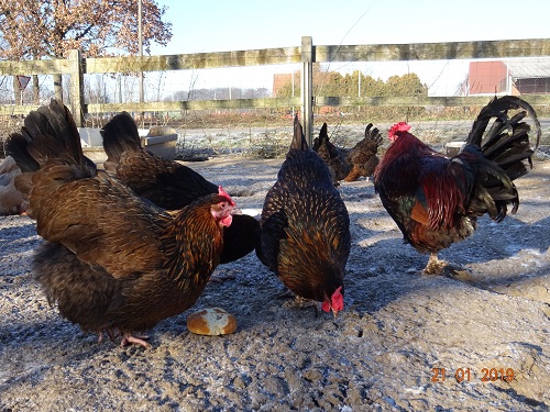 Dorking gold-wildfarbig mit Rosenkamm, 21.01.2019