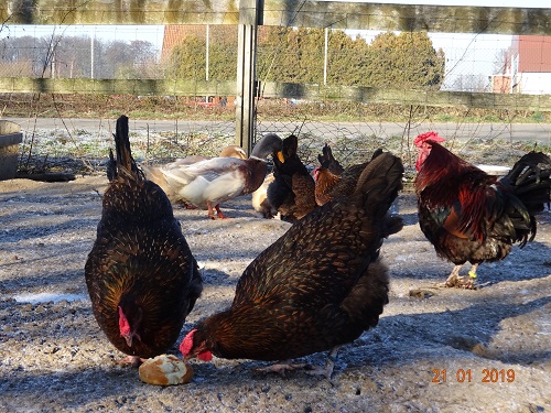 Dorking gold-wildfarbig mit Rosenkamm, 21.01.2019