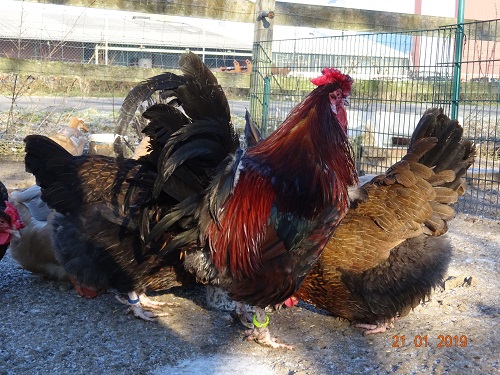 Dorking gold-wildfarbig mit Rosenkamm, 21.01.2019