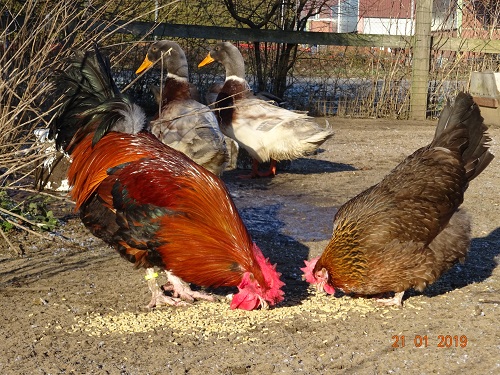 Dorking goldhalsig & Sachsenenten, 21.01.2019