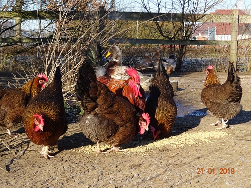 Dorking goldhalsig, 21.01.2019