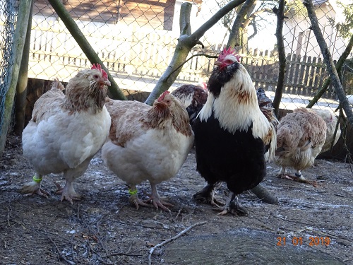 Deutsche Lachsh&uuml;hner, 21.01.2019