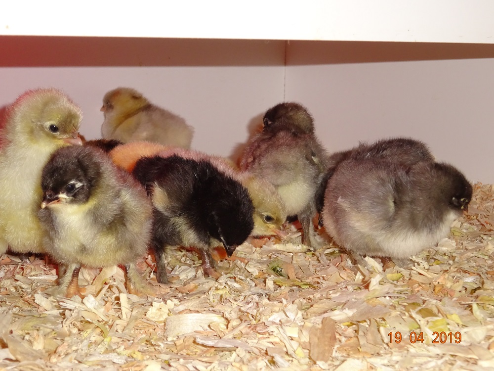 Maran blau silber K&uuml;ken, 19.04.2019