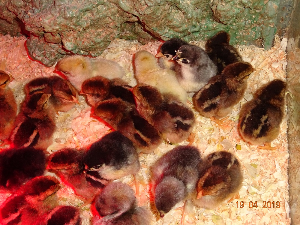 Dorking  und Maran K&uuml;ken, 19.04.2019