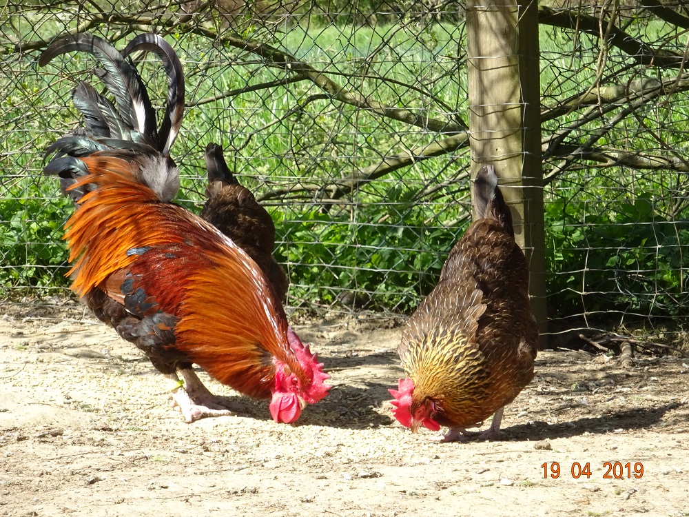 Dorking goldhalsig 4, 19.04.2019