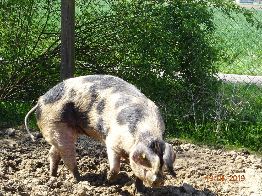 Buntes Bentheimer Schwein, 19.04.2019