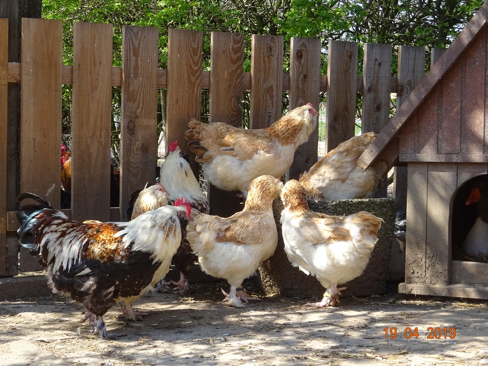 Deutsche Lachsh&uuml;ghner, 19.04.2019