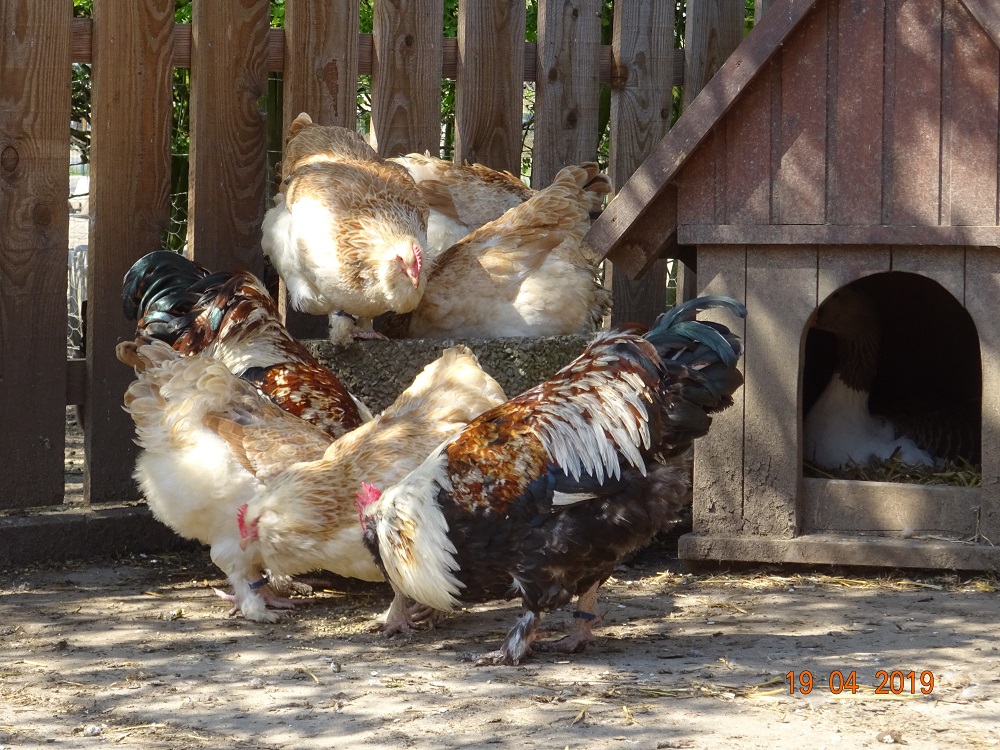 Deutsche Lachsh&uuml;hner, 19.04.2019