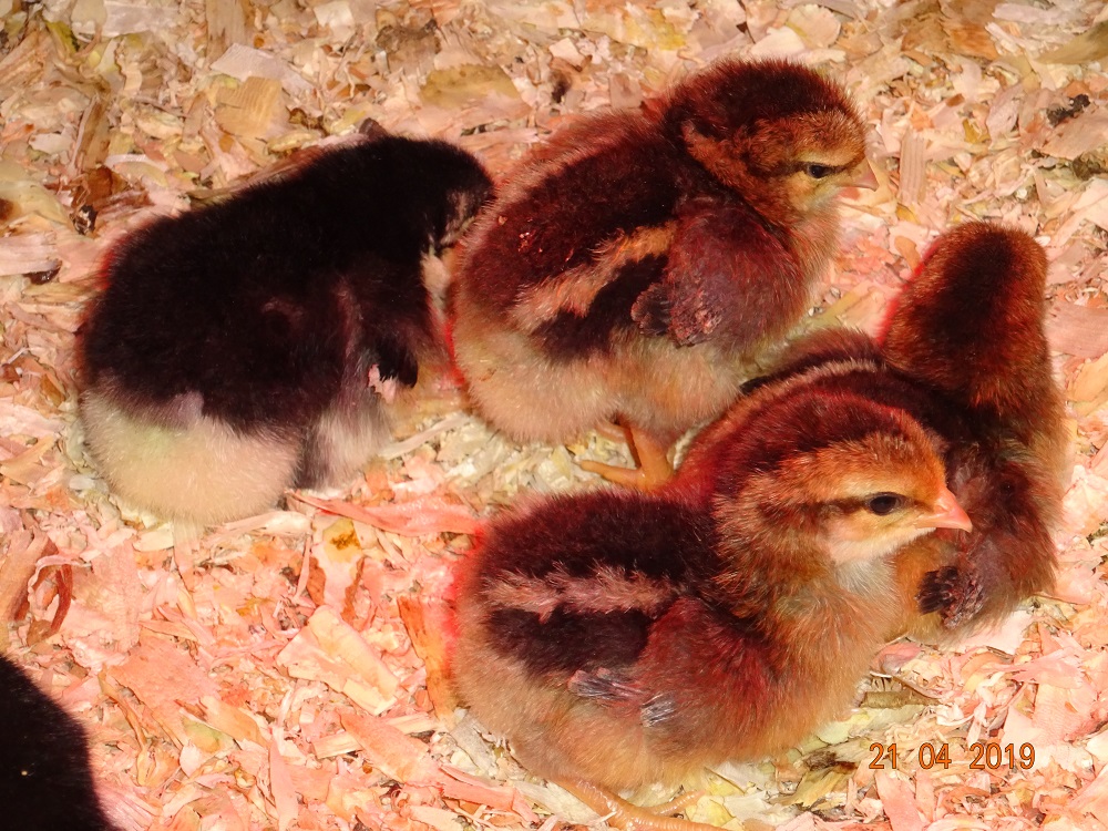 Dorking K&uuml;ken goldhalsig, 21.04.2019