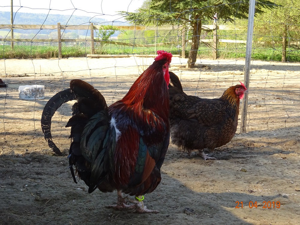 Dorking gold wildfarbig mit Rosenkamm, Hahn 2 Jahre die Henne 5 Jahre alt. 21.04.2019