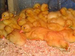 Deutsche Pekingenten K&uuml;ken