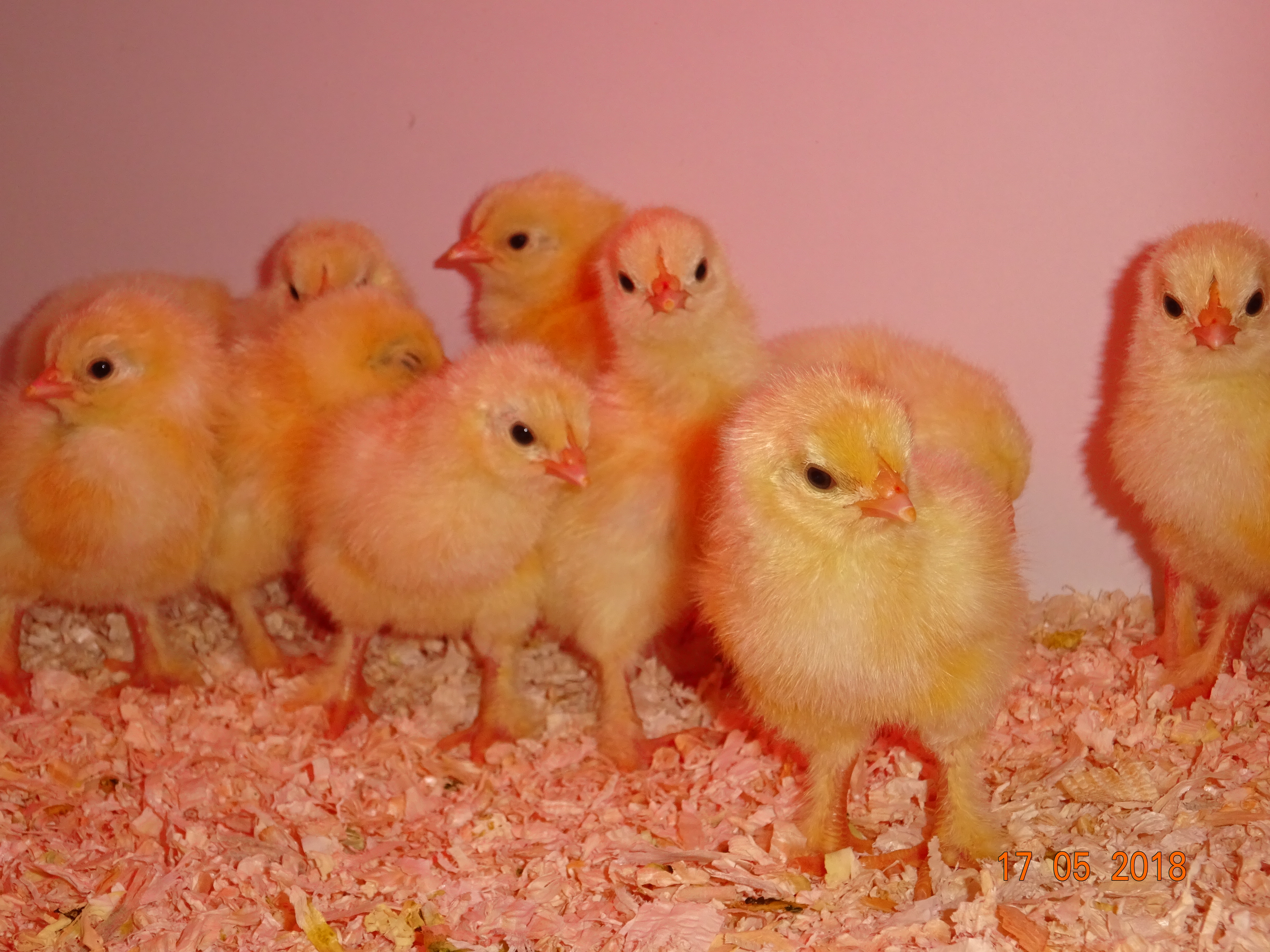 Sundheimer K&uuml;ken, 17.05.18