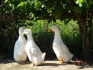 Deutsche Pekingenten, 20.05.2018