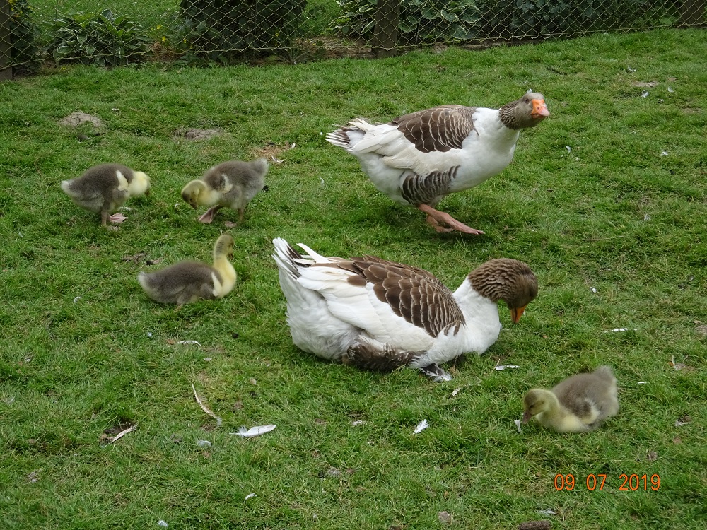 Pommerng&auml;nse P&auml;rchen 1 mit Jungen, 18.08.2019