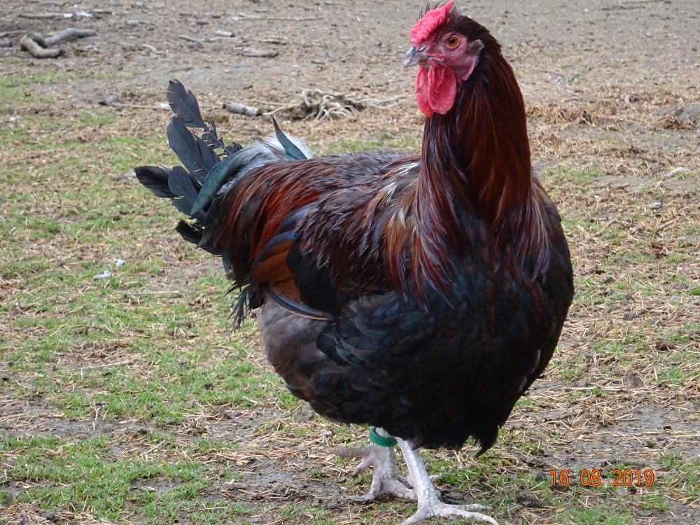 Junger Dorking Hahn gold-wildfarbig mit Rosenkamm, 18.08.2019