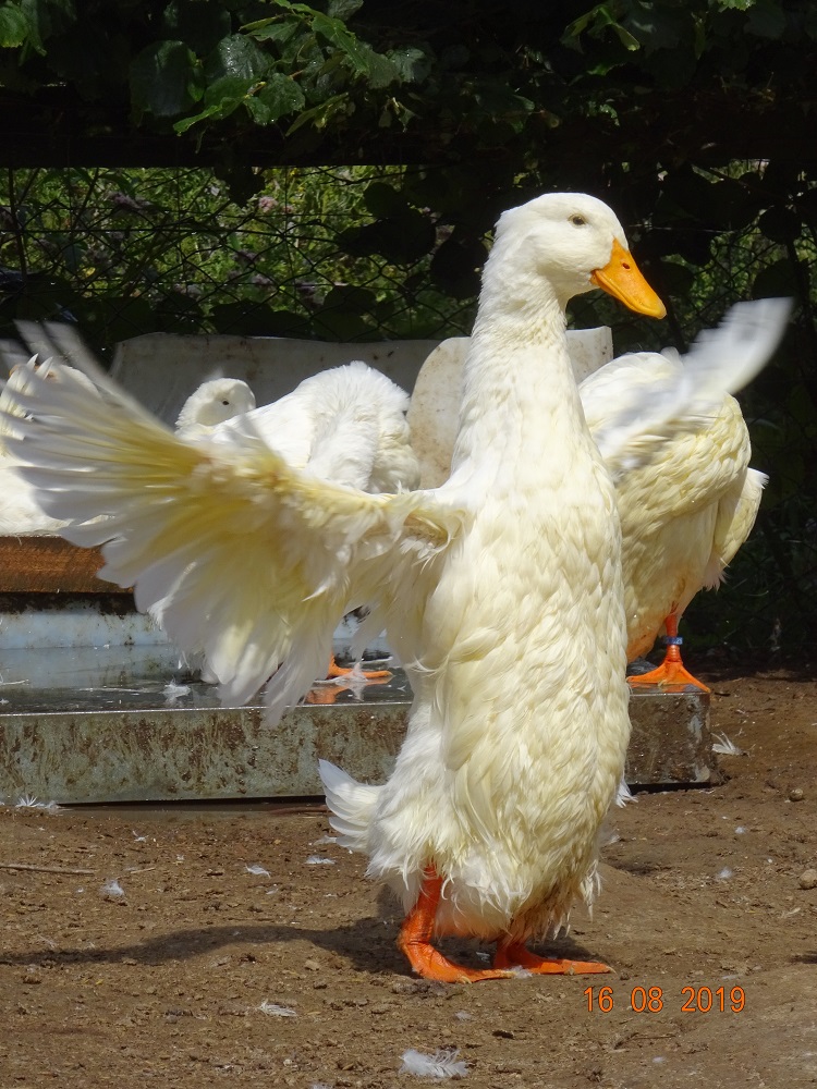 Deutsche Pekingenten, 18.08.2019