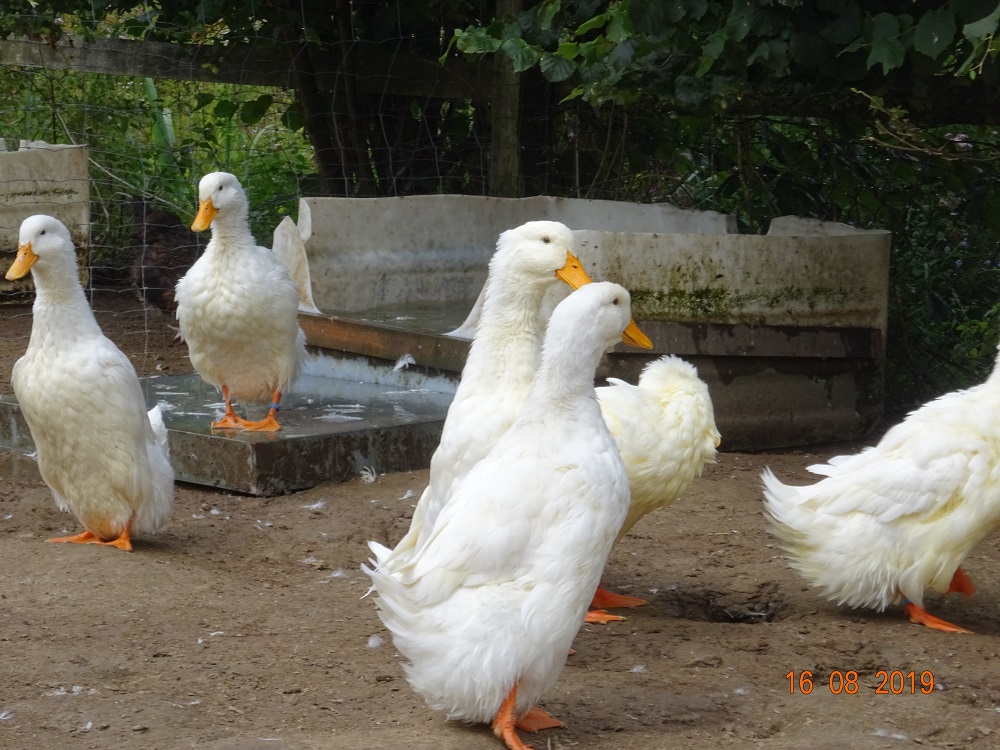 Deutsche Pekingenten, 18.08.2019