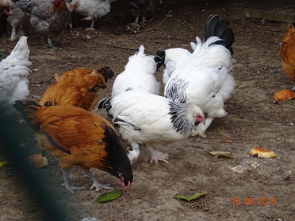 Junge Vorwerkh&uuml;hner & Sundhermer, 18.08.2019