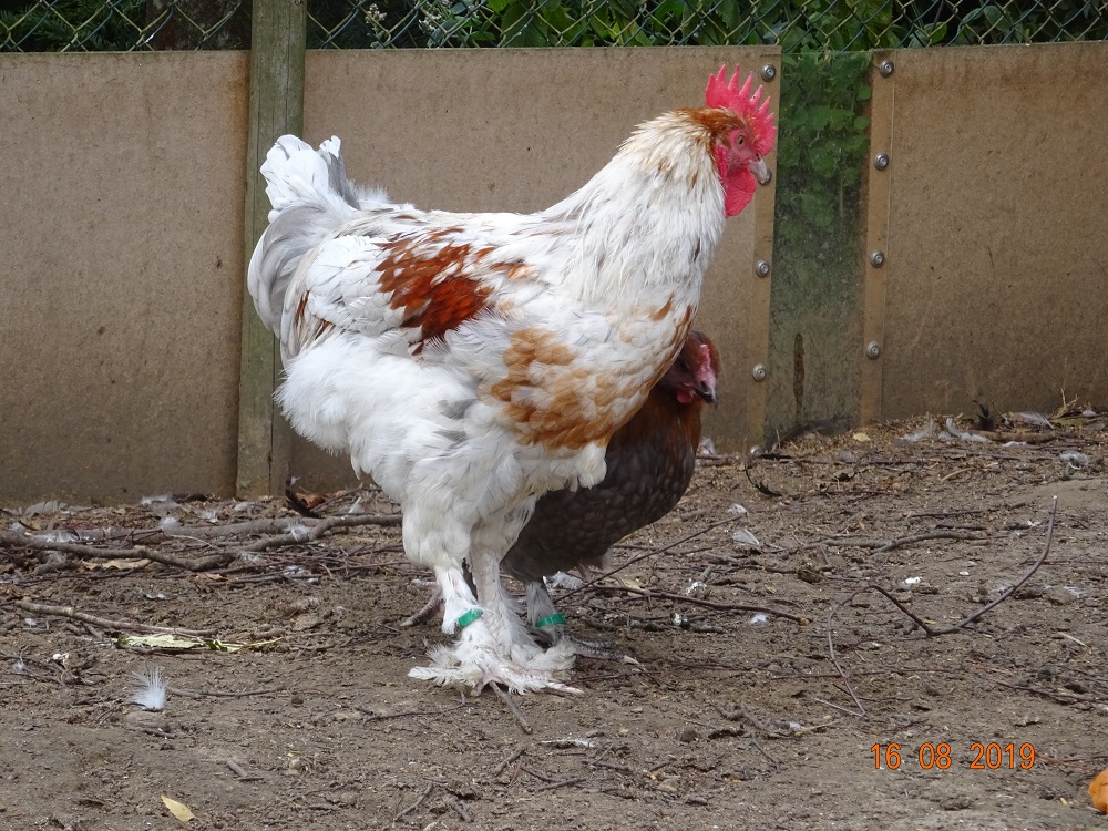 Junge Maran in splash, 18.08.2019