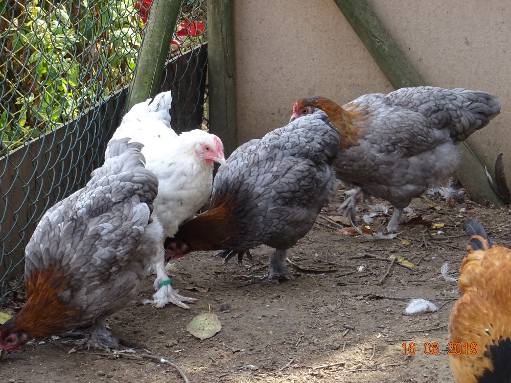 Junge Maran blau kupfer, 18.08.2019