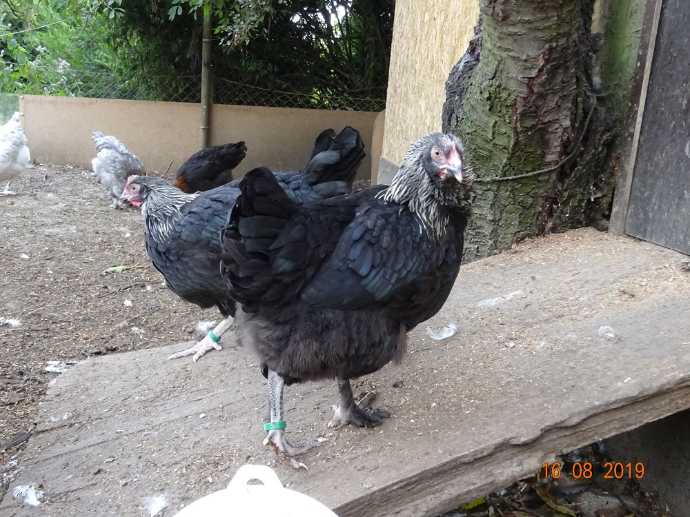 Junge Maran schwarz silber Hennen, 18.08.2019