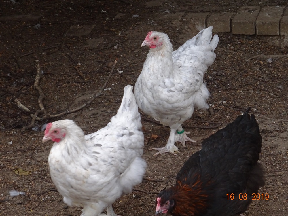 Junge Maran Hennen in splash, 18.08.2019