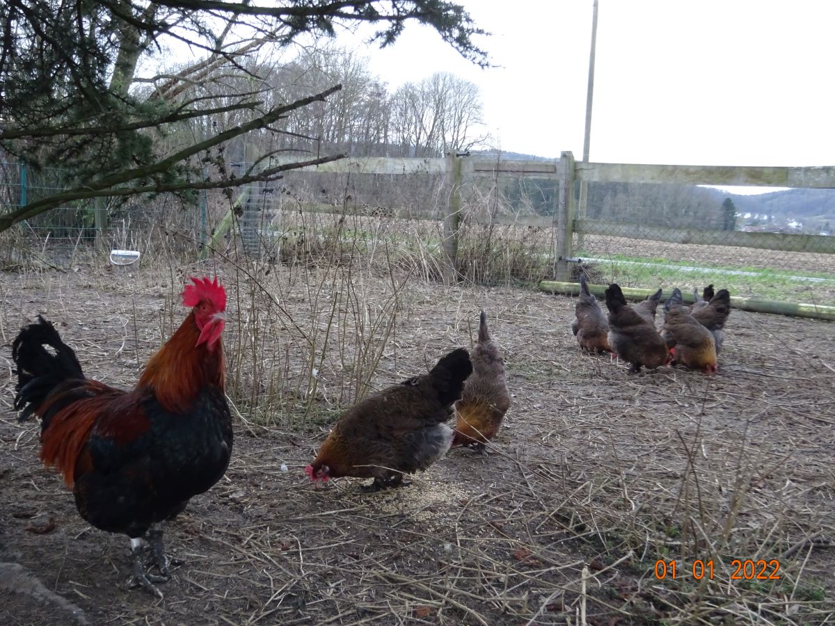 Dorking in goldhalsig, 01.01.2022