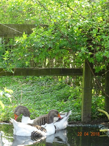 Pommerng&auml;nse, 22.04.2018