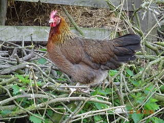 Dorking Henne goldhalsig, 22.04.2018