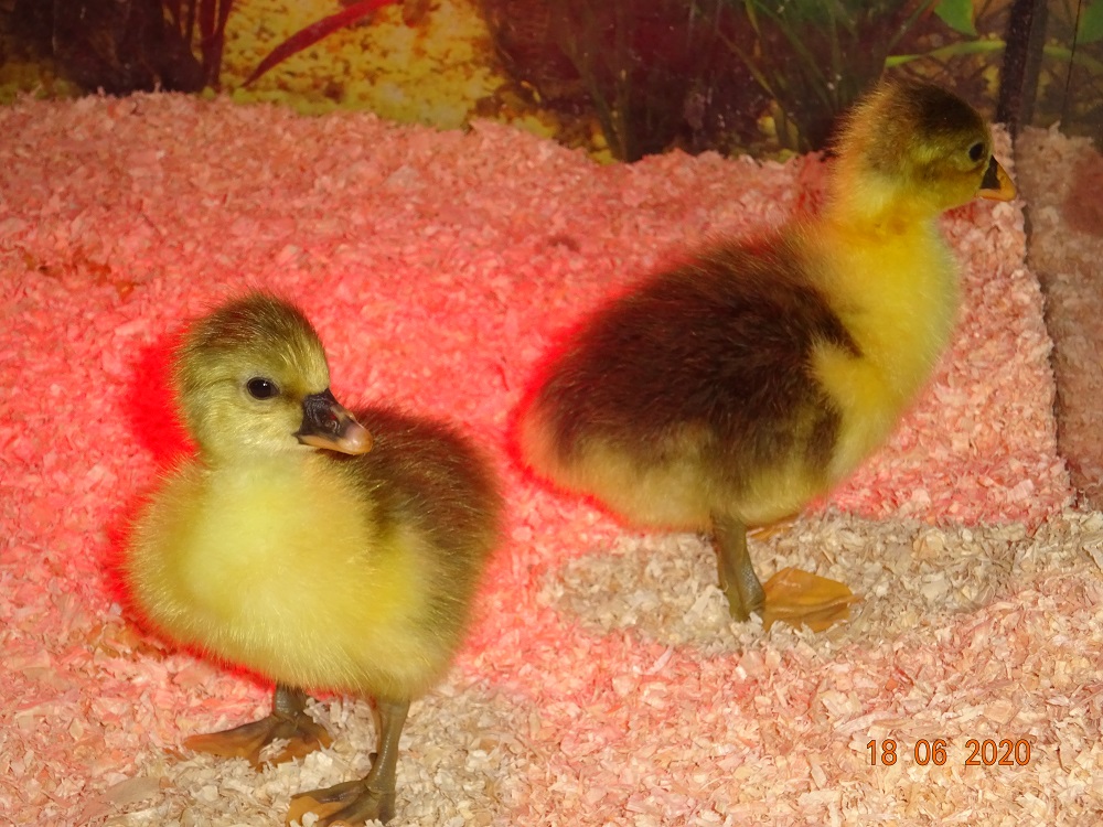 Pommerng&auml;nse K&uuml;ken geschl&uuml;pft, 18.06.2020