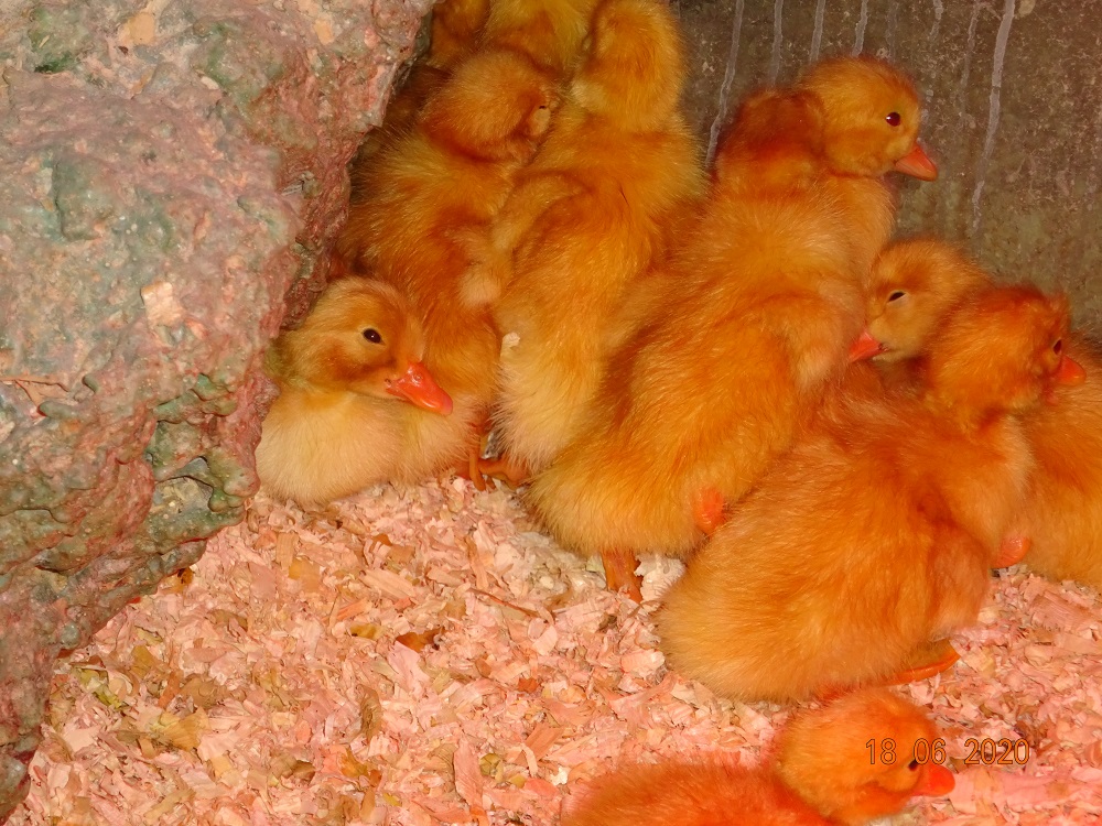 Deutsche Pekingenten K&uuml;ken geschl&uuml;pft, 18.06.2020